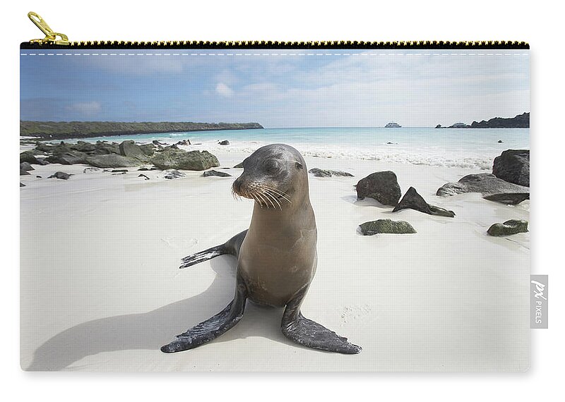 Shadow Zip Pouch featuring the photograph Galapagos Sea Lion Zalophus by Paul Souders