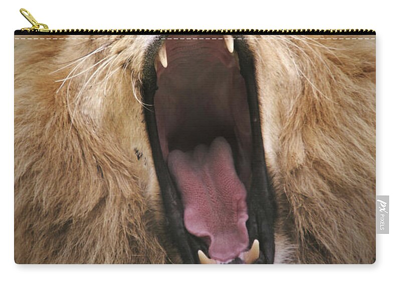 Animal Nose Zip Pouch featuring the photograph Gaping Lion by Kjekol