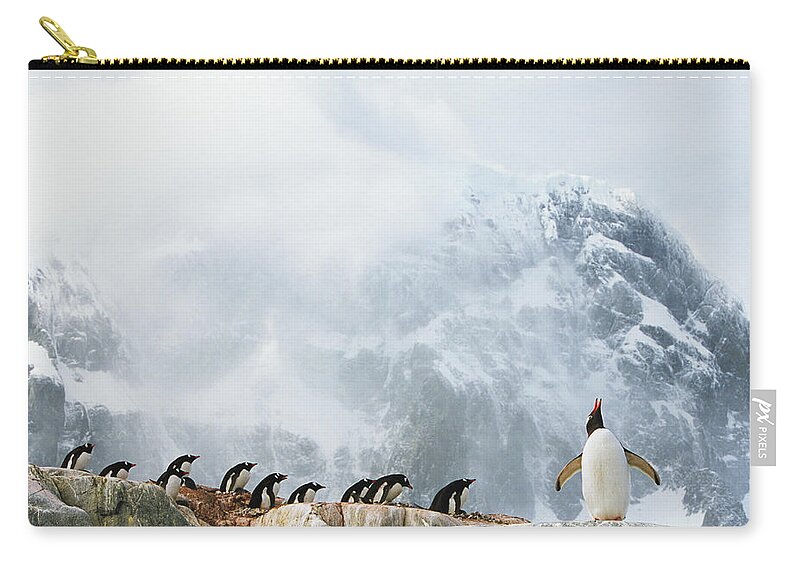 Scenics Zip Pouch featuring the photograph Gentoo Penguin Pygoscelis Papua Colony by Eastcott Momatiuk