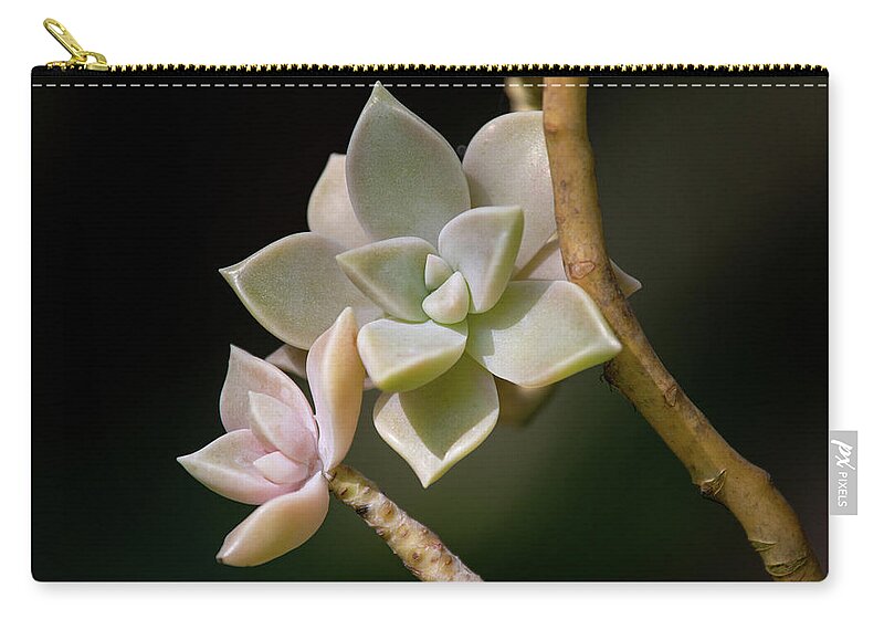 Plants Zip Pouch featuring the photograph Ghost Plant by Dale Kincaid