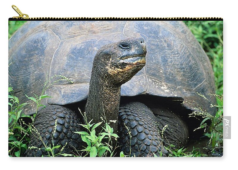 Estock Zip Pouch featuring the digital art Giant Galapagos Tortoise by Orient