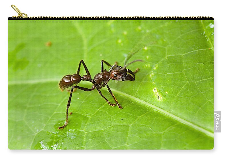 Amazon Fauna Zip Pouch featuring the photograph Giant Hunting Ant, Peruvian Amazon by Michael Lustbader