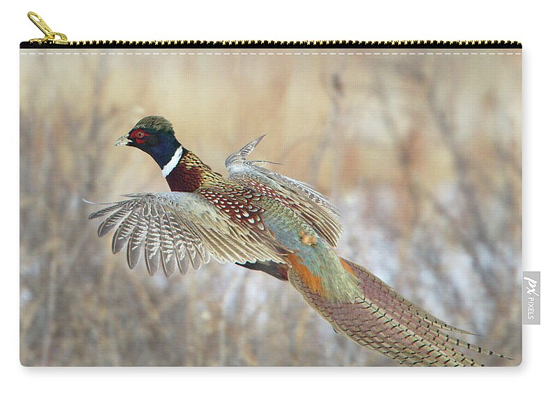 Animal Themes Zip Pouch featuring the photograph Glorious Pheasant Cock by David C Stephens
