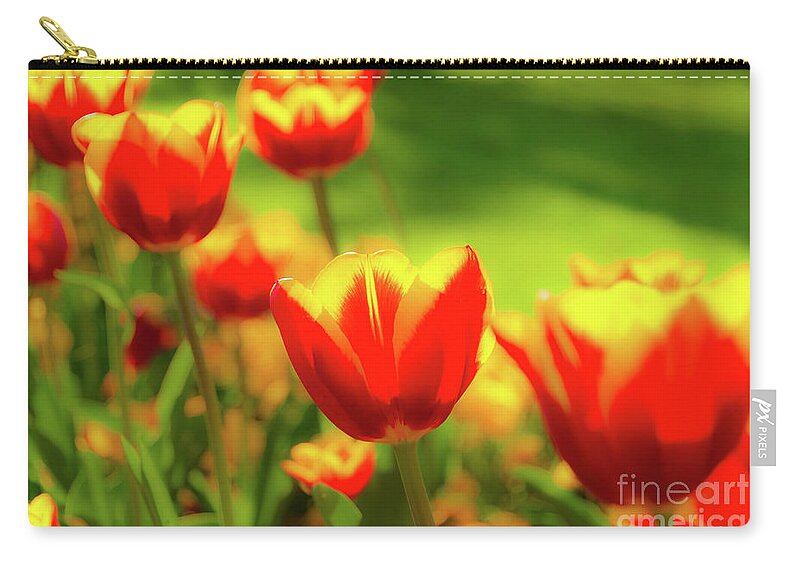 Tulip Zip Pouch featuring the photograph Glowing soft tulips in spring. Mellow tinted petals in orange, red and yellow. by Ulrich Wende