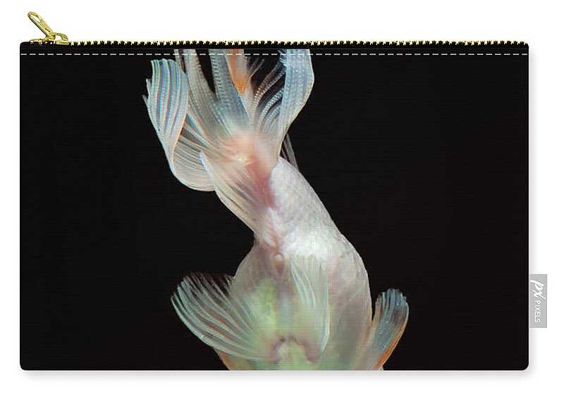 Fish Zip Pouch featuring the photograph Golden Fish by Irman Andriana