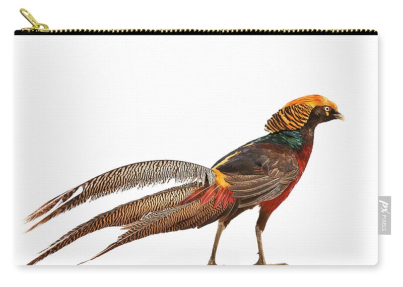 White Background Zip Pouch featuring the photograph Golden Pheasant by Mauro grigollo