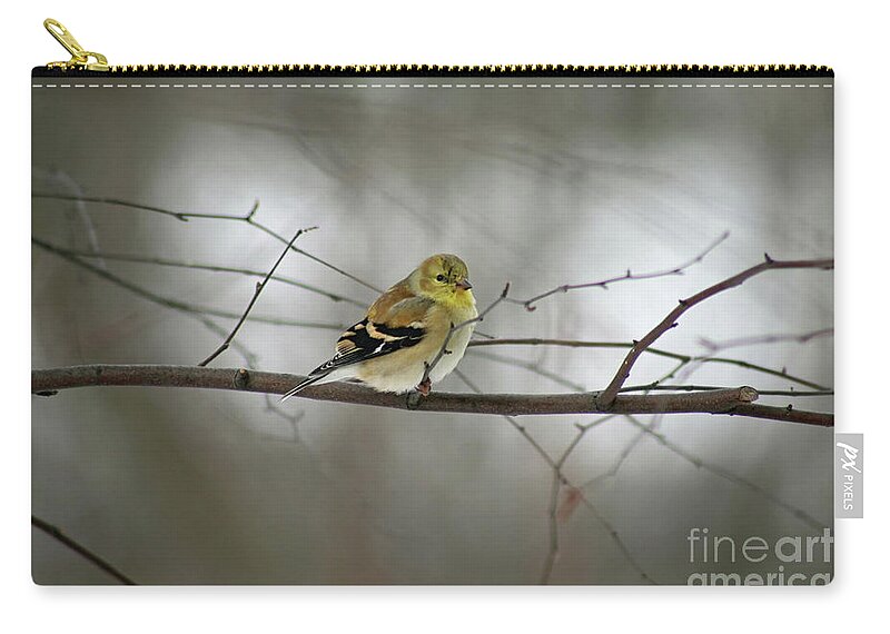 American Goldfinch Zip Pouch featuring the photograph Goldfinch in Winter Looking at You by Karen Adams