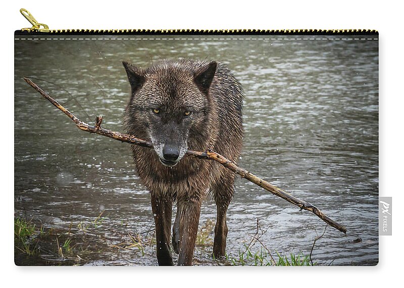 Black Wolf Wolves Zip Pouch featuring the photograph Got the Stick by Laura Hedien