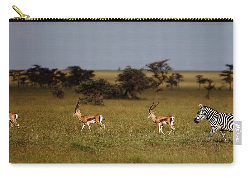 Scenics Zip Pouch featuring the photograph Grants Gazelles And Zebra In Afternoon by Achim Mittler, Frankfurt Am Main