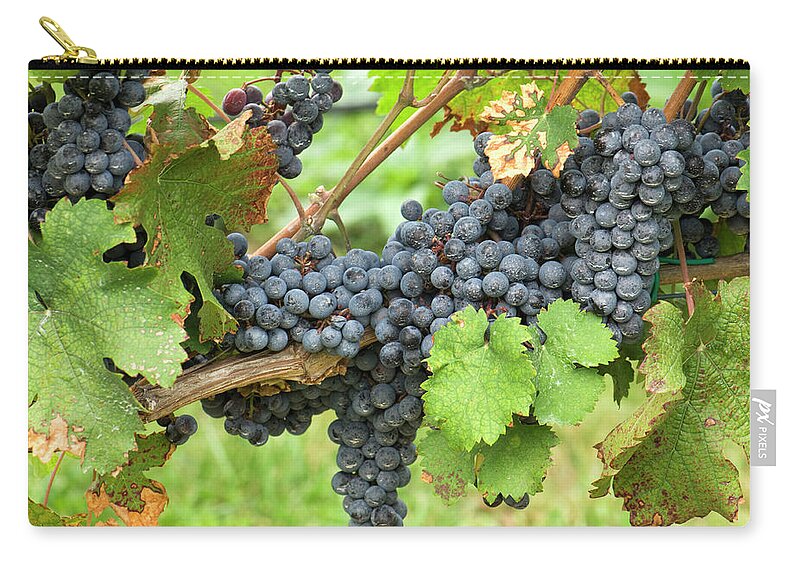 Alcohol Zip Pouch featuring the photograph Grapes At Harvest Time by Jpecha
