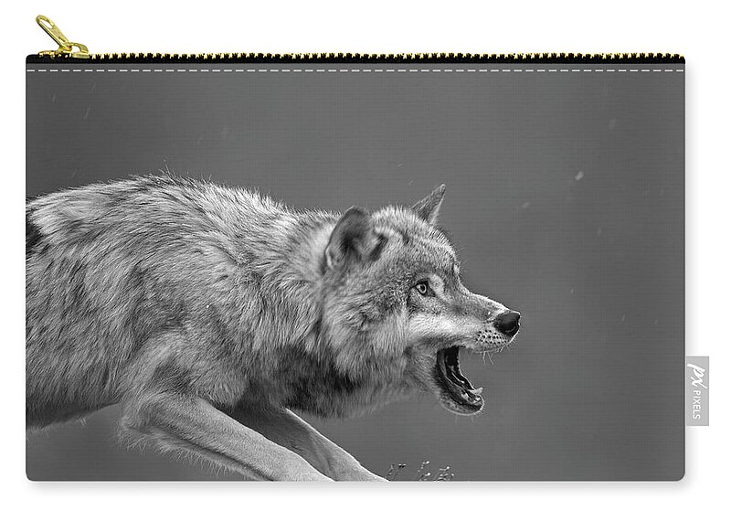 Disk1215 Zip Pouch featuring the photograph Gray Wolf Snarling by Tim Fitzharris