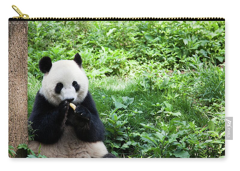 Chinese Culture Zip Pouch featuring the photograph Great Panda Eating Banana - Chengdu by Fototrav