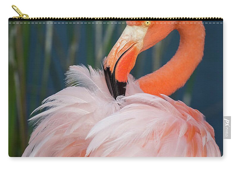 Animals Zip Pouch featuring the photograph Greater Flamingo Preening by Tui De Roy