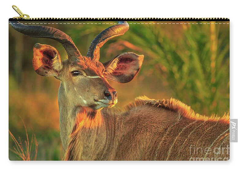 Kudu Zip Pouch featuring the photograph Greater kudu portrait by Benny Marty