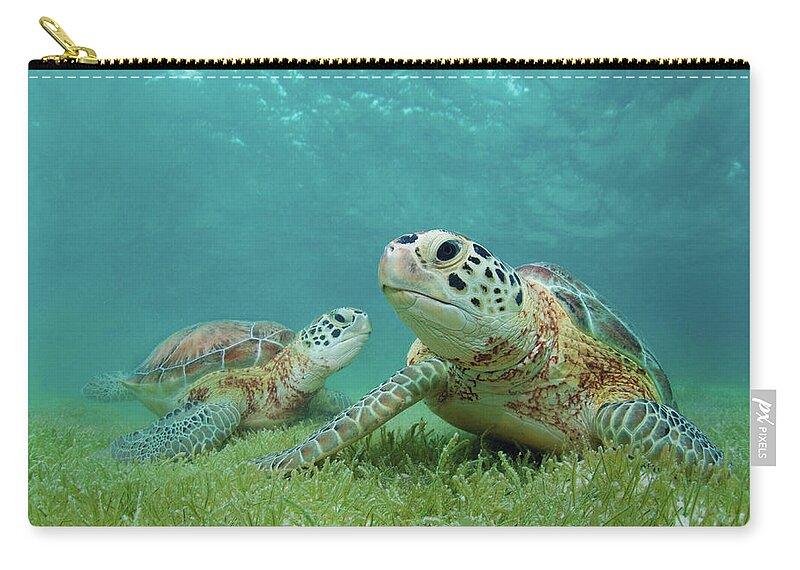 Underwater Zip Pouch featuring the photograph Green Sea Turtles by M Swiet Productions
