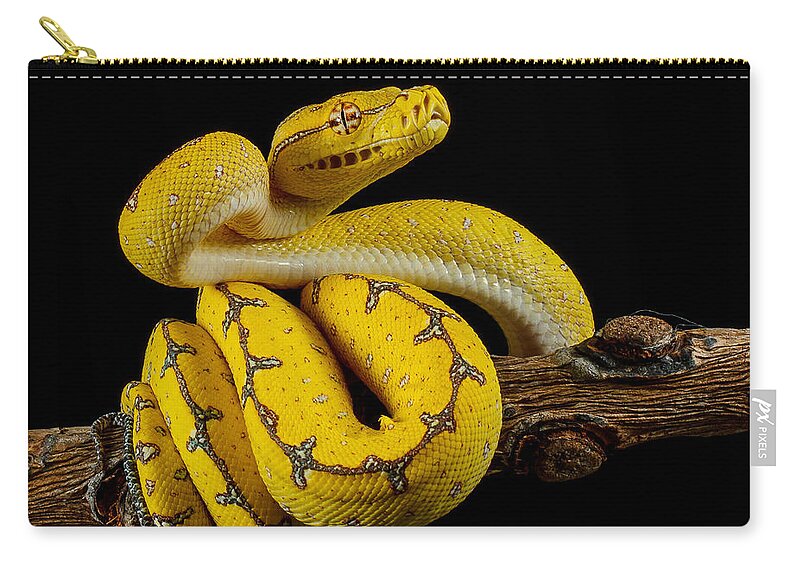 Animal Themes Zip Pouch featuring the photograph Green Tree Python Ready To Strike by Johnstarkeyphotography