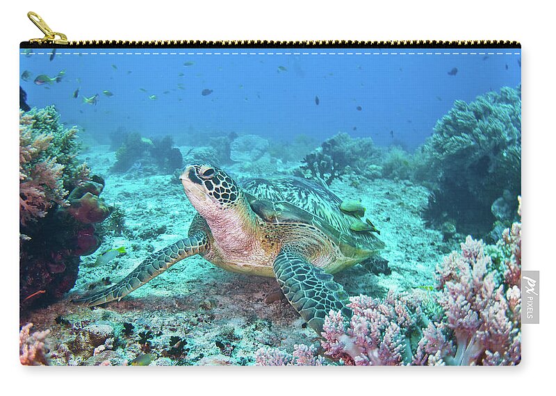 Underwater Zip Pouch featuring the photograph Green Turtle by Wendy A. Capili