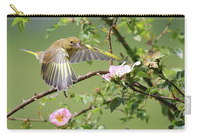 Songbird Zip Pouch featuring the photograph Greenfinch by Bojangles Photography
