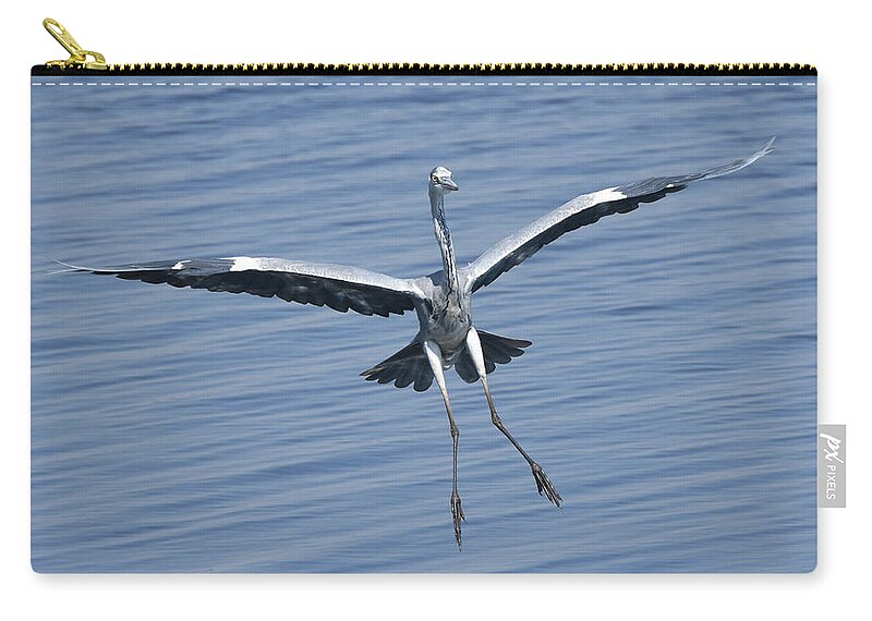 Heron Zip Pouch featuring the photograph Grey Heron in for a Landing by Ben Foster