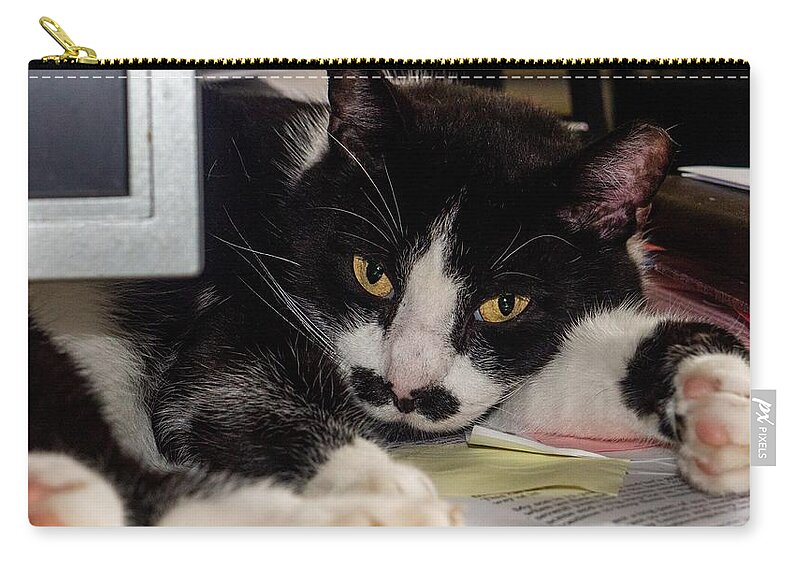 Cat Zip Pouch featuring the photograph Groucho Taking a Break by Ivars Vilums