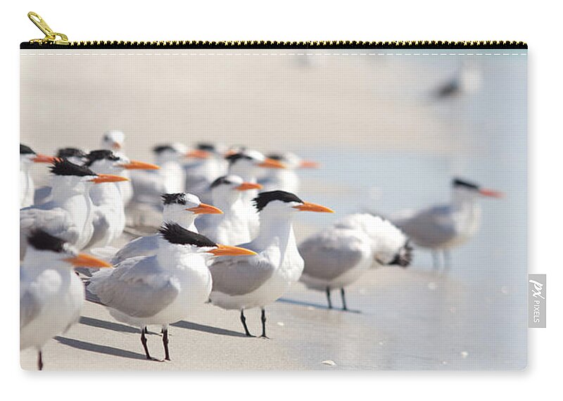 Tern Zip Pouch featuring the photograph Group Of Terns On Sandy Beach by Angela Auclair