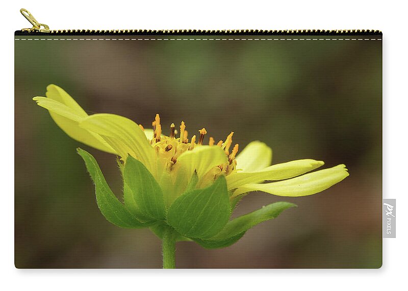 Smallanthus Uvedalia Zip Pouch featuring the photograph Hairy Leafcup by Paul Rebmann