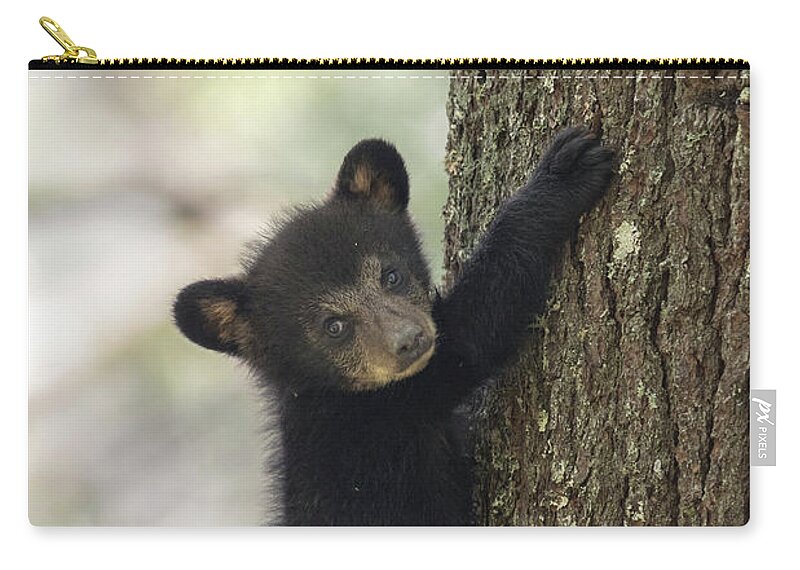 Bear Zip Pouch featuring the photograph Hang In There by Everet Regal
