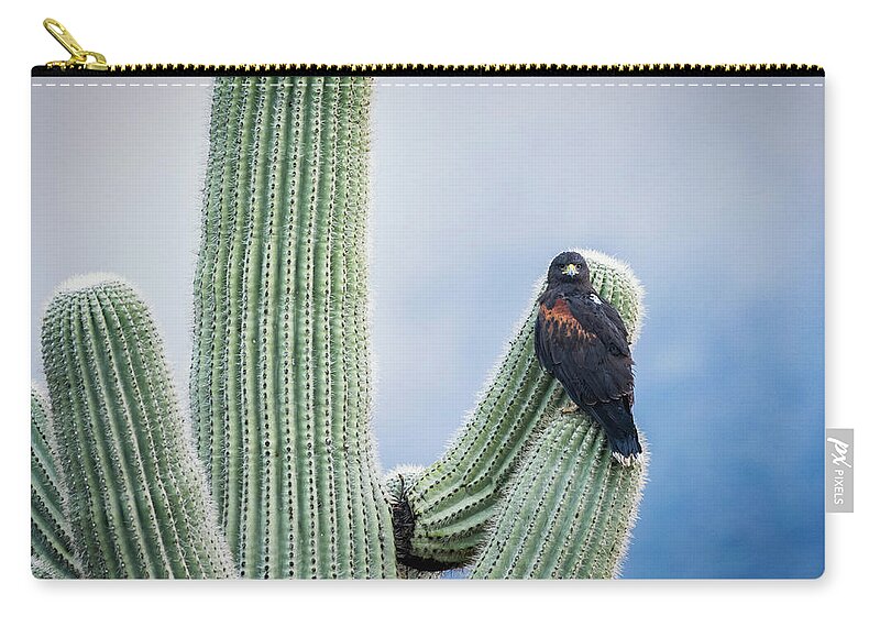 Harris's Hawk Zip Pouch featuring the photograph Harris's Hawk On A Saguaro by Saija Lehtonen