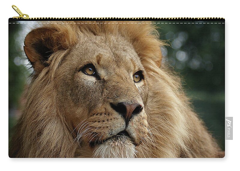 Animal Themes Zip Pouch featuring the photograph Head Shot Of Male African Lion by Luke Robinson