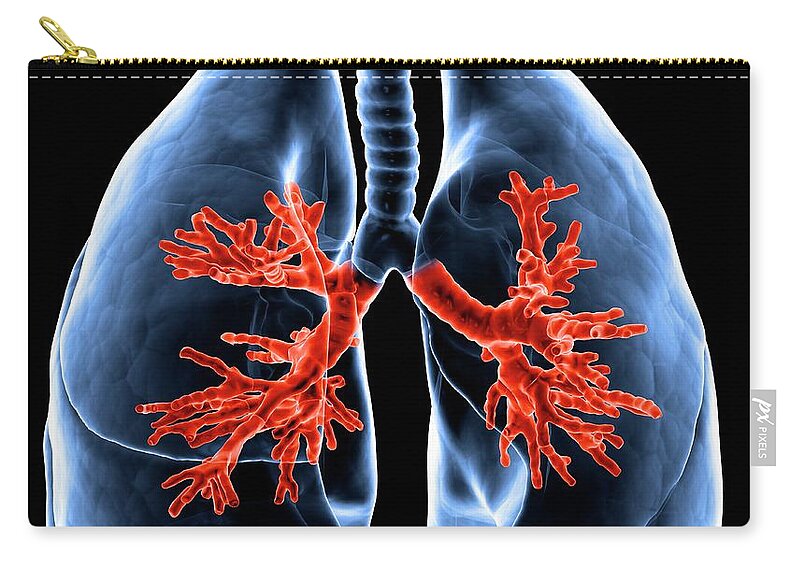 Human Lung Zip Pouch featuring the digital art Healthy Lungs, Artwork by Science Photo Library - Andrzej Wojcicki