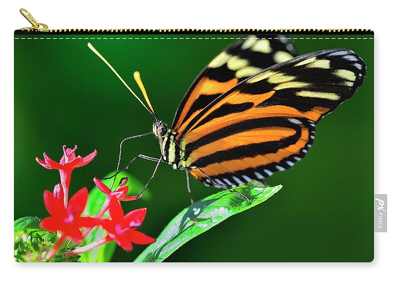 Animal Themes Zip Pouch featuring the photograph Heliconius Istmenius Feeding On Pentas by Lasting Image By Pedro Lastra