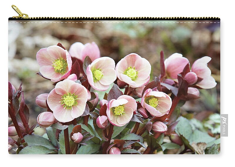 Flowers Zip Pouch featuring the photograph Hellebores by Garden Gate magazine