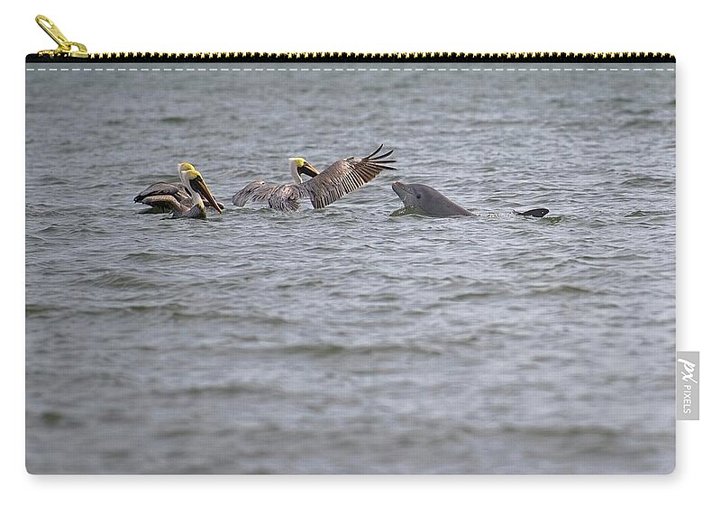 Wildlife Photography Zip Pouch featuring the photograph Hello Friends Pelicans and Dolphin by T Lynn Dodsworth