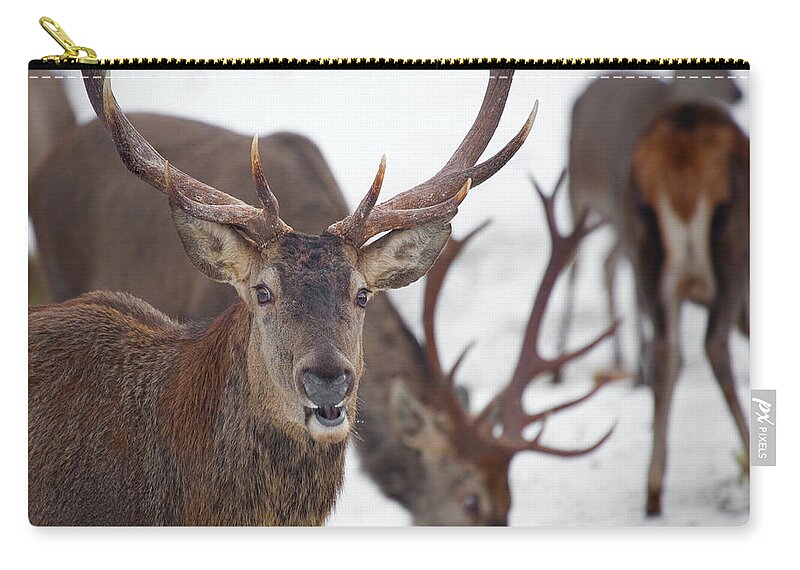 Snow Zip Pouch featuring the photograph Herd Of Deer Eating In The Ammerwald by Wingmar