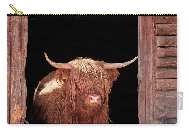 Horned Carry-all Pouch featuring the photograph Highland Cattle In Barn Door by Kerrick
