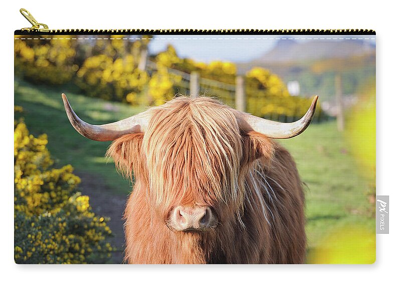 Horned Zip Pouch featuring the photograph Highland Cow In Flowering Gorse by Georgeclerk