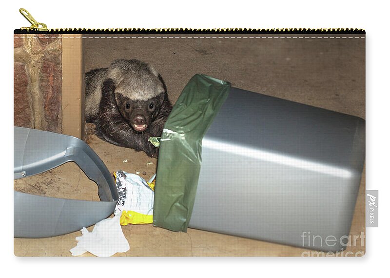 Honey Badger Zip Pouch featuring the photograph Honey badger looking in rubbish bin by Benny Marty