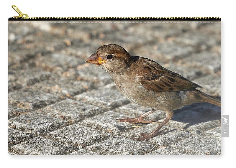 Branch Zip Pouch featuring the photograph House Sparrow Female Standing by Pablo Avanzini