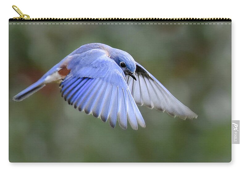 Bluebird Zip Pouch featuring the photograph Hovering Bluebird by Amy Porter