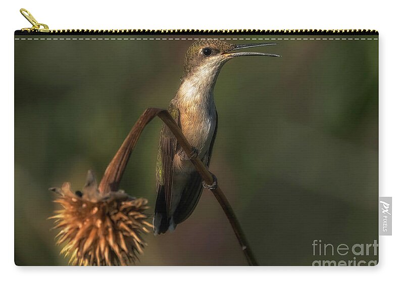 Hummingbird Zip Pouch featuring the photograph Hummingbird Sitting by Bill Frische
