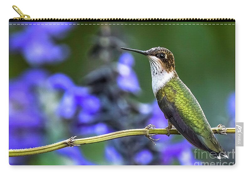 Hummingbird Zip Pouch featuring the photograph Hummingbird Sitting on stem by Bill Frische