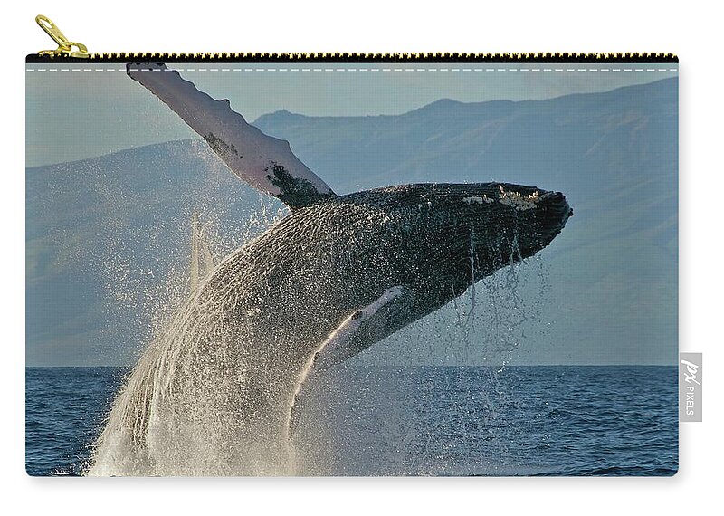 Lahaina Zip Pouch featuring the photograph Humpback Whale Breach 2009-01-31 At by Share Your Experiences