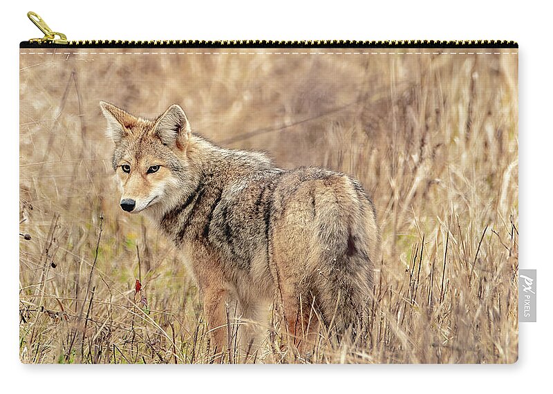  Zip Pouch featuring the photograph Hungry and Looking by Marcy Wielfaert