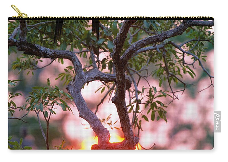 Macaw Carry-all Pouch featuring the photograph Hyacinth Macaws Anodorhynchus by Art Wolfe