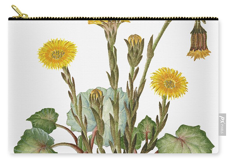 Watercolor Painting Zip Pouch featuring the digital art Illustration Of Tussilago Farfara by Dorling Kindersley
