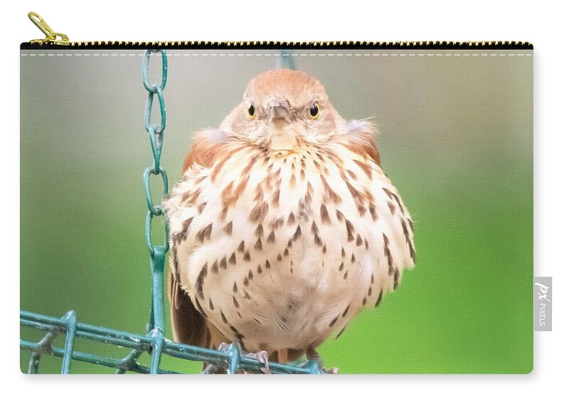 Brown Thrasher Zip Pouch featuring the photograph I'm Not Fat, I'm Fluffy by Mary Ann Artz
