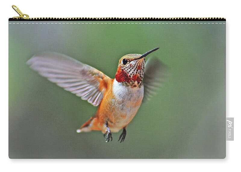 Animal Themes Zip Pouch featuring the photograph Immature Male Rufous Hummingbird by Eastman Photography Views Of The Southwest