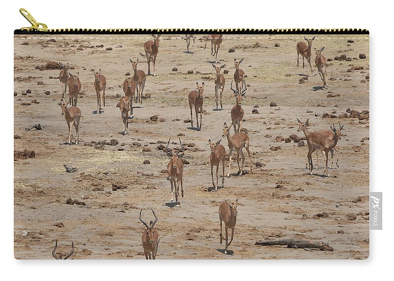 Impala Zip Pouch featuring the photograph Impala Coming to Water by Ben Foster