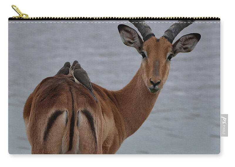 Impala Carry-all Pouch featuring the photograph Impala with Oxpeckers by Ben Foster