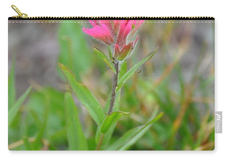 Flowers Zip Pouch featuring the photograph Indian Paintbrush by Steve Brown